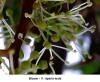 Bloom - V. riparia male