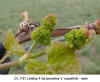 Flower Bud - CC 1131
