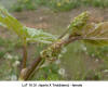 Flower Bud - LxT 10