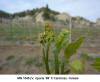 Flower Bud - MN 1045