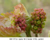 Flower Bud - MN 1177