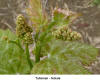 Flower Bud - Talisman