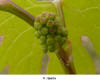 Flower Bud - V. riparia