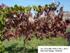 Foliage - CC 1122