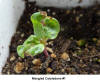 Mangled Seedling #1
