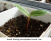 Normal Seedling #1