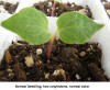 Normal Seedling #2