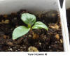 Triple Cotyledons 2