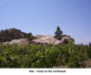 vines to the northwest