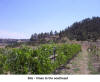 vines to the southeast