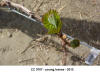 Young Leaf - CC 0707
